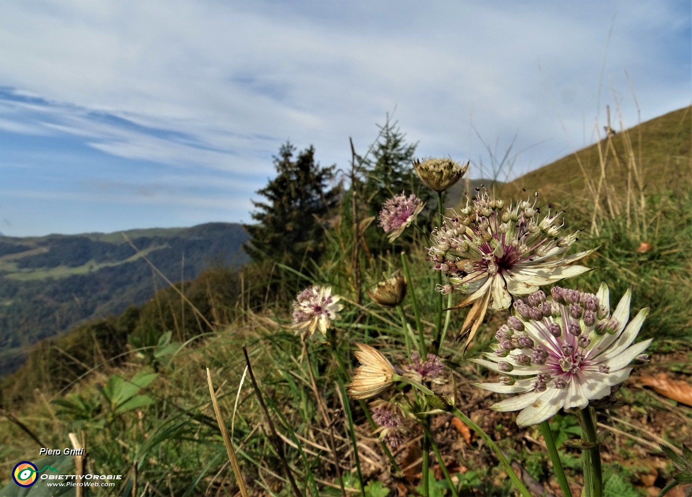 21 Astranzia maggiore (Astrantia major).JPG